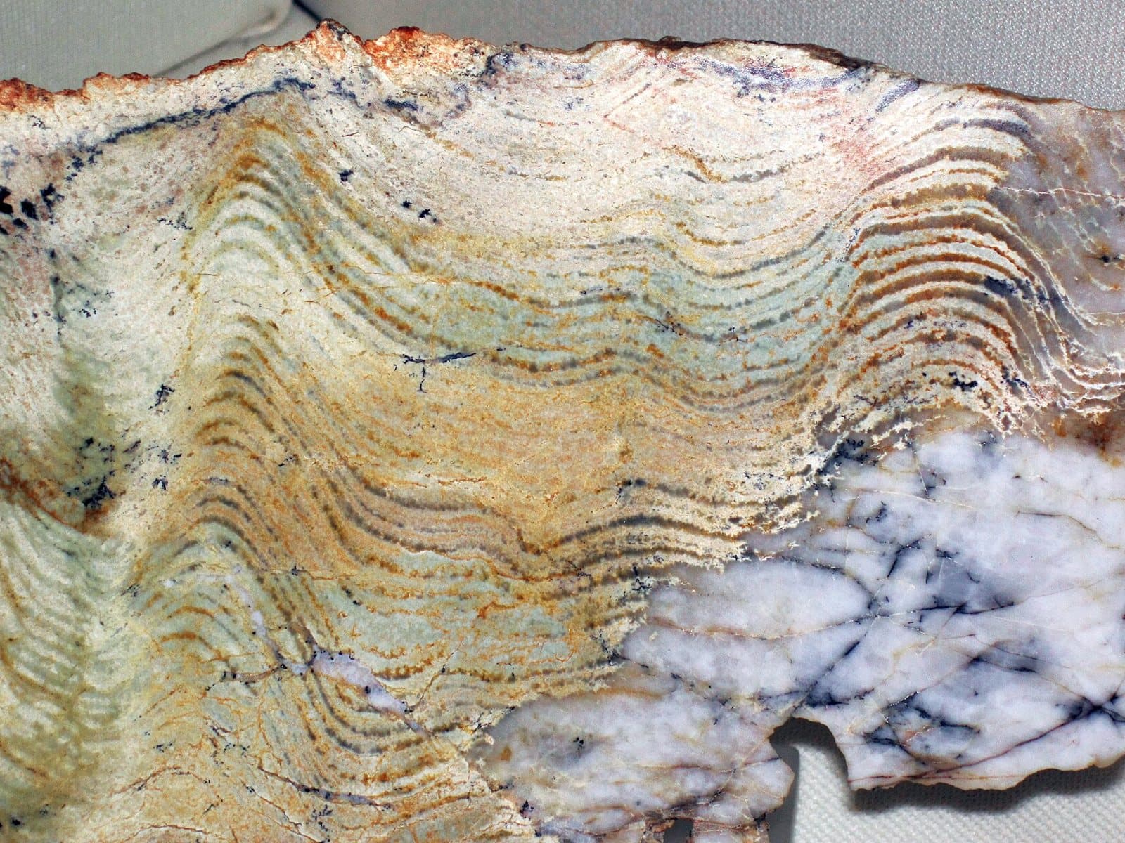 A cut slab of banded, wavy layered rock in cream, gray, and yellow tones, with white mineral at one corner.