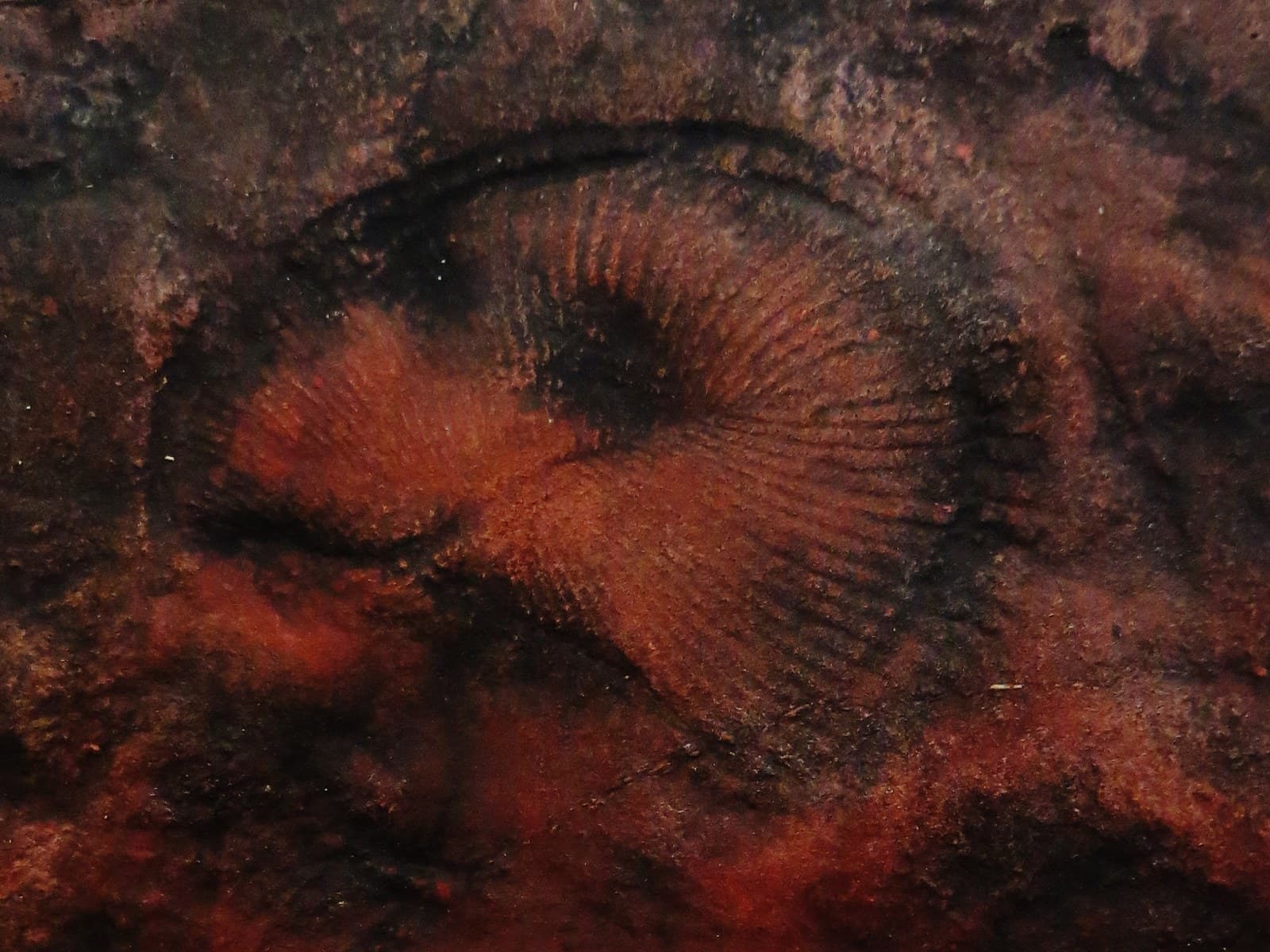 The ribbed, oval impression of Dickinsonia, an Ediacaran animal, in reddish-brown rock.