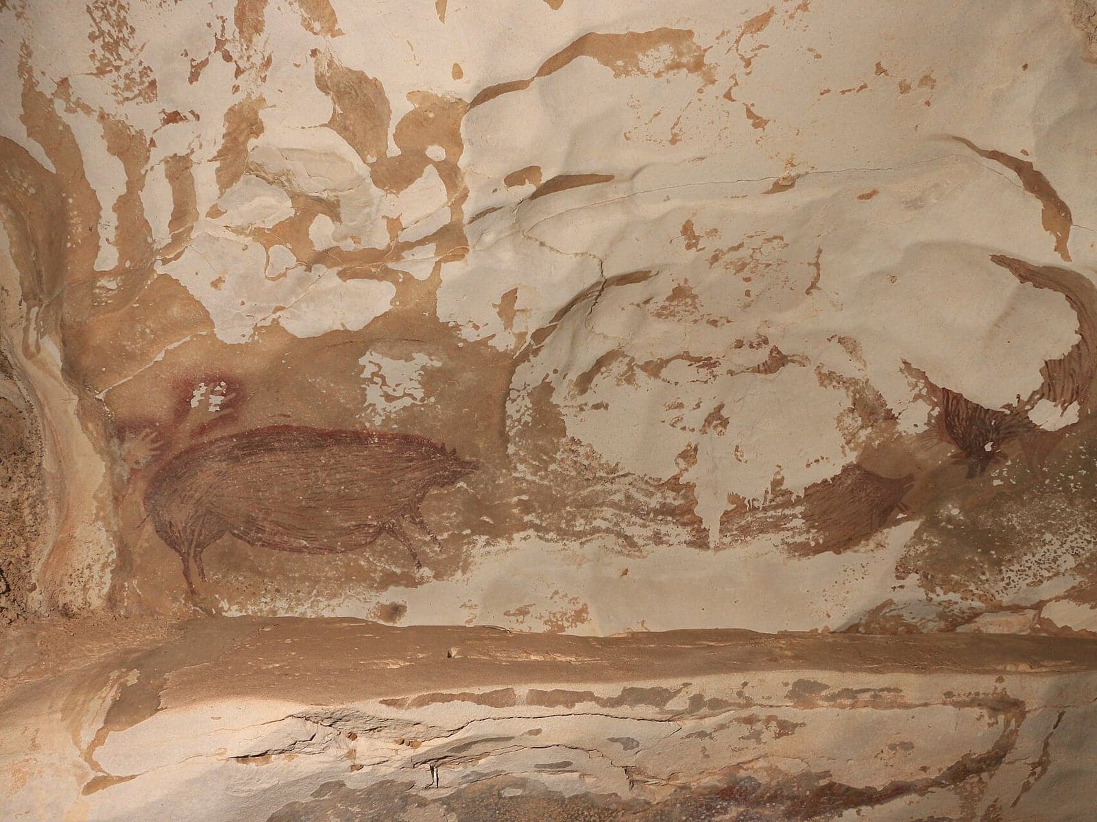 A reddish-brown painting of a pig on a pale limestone cave wall at Leang Tedongnge in Sulawesi, with fainter paint marks around it.