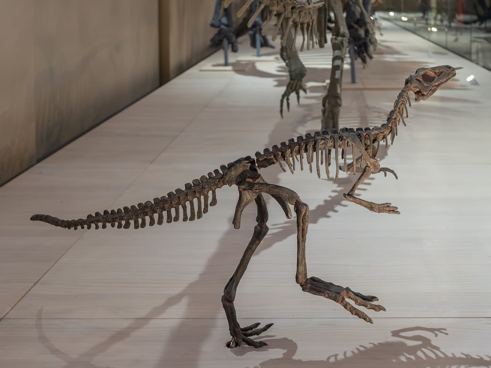 A mounted skeleton of Eoraptor, a small, slender, two-legged early dinosaur, in a museum exhibit.