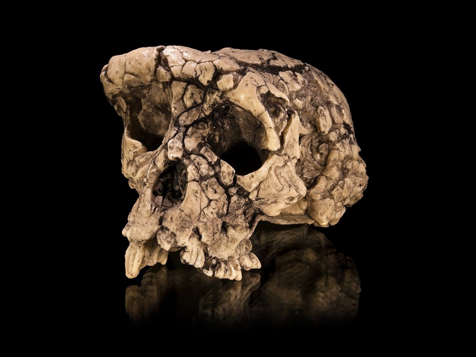 Cast of the Toumaï cranium, an ape-like skull with a heavy brow ridge, on a black background.