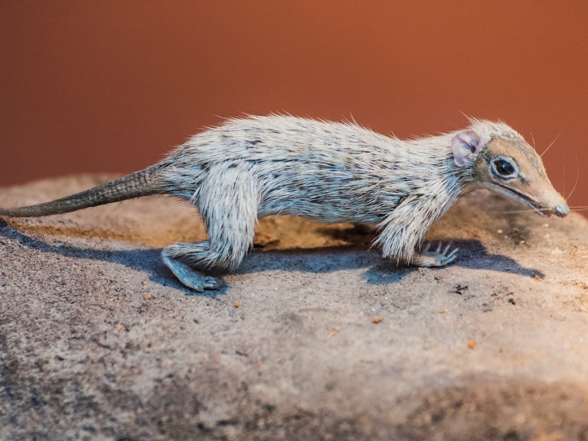 A museum model of Megazostrodon, a small, shrew-like early mammal with grey fur, a long tail and a pointed snout, standing on a rock against a rust-red wall.