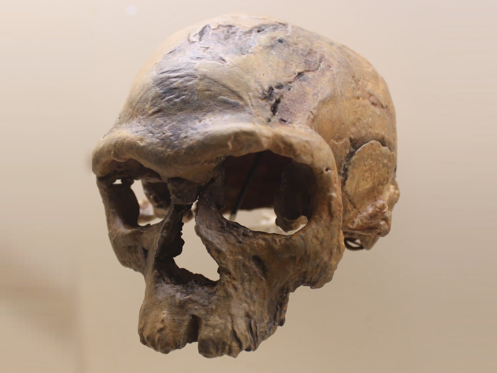Cast of the Jebel Irhoud 1 skull, a long, low cranium with a heavy brow ridge, in a museum display.