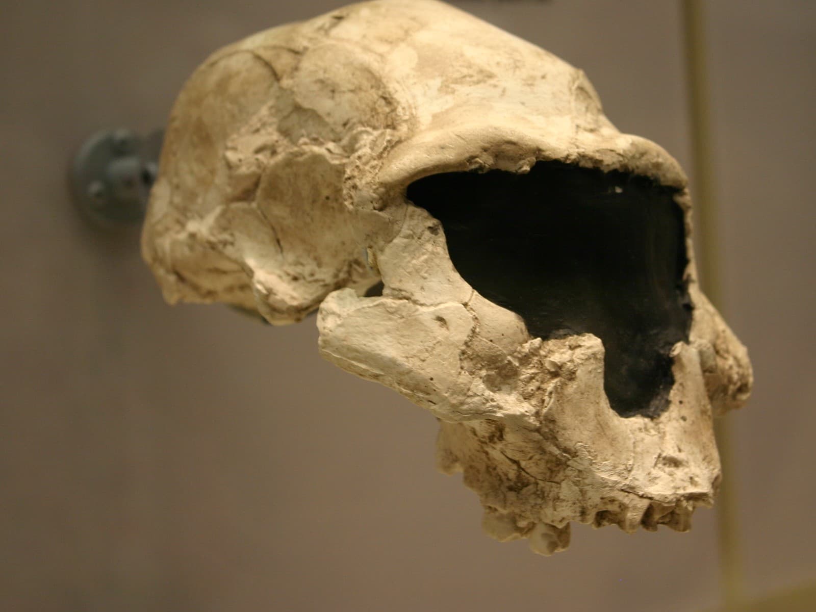 Side view of the Dmanisi D2282 skull, a small, heavy-browed cranium with a projecting face, against a beige museum wall.