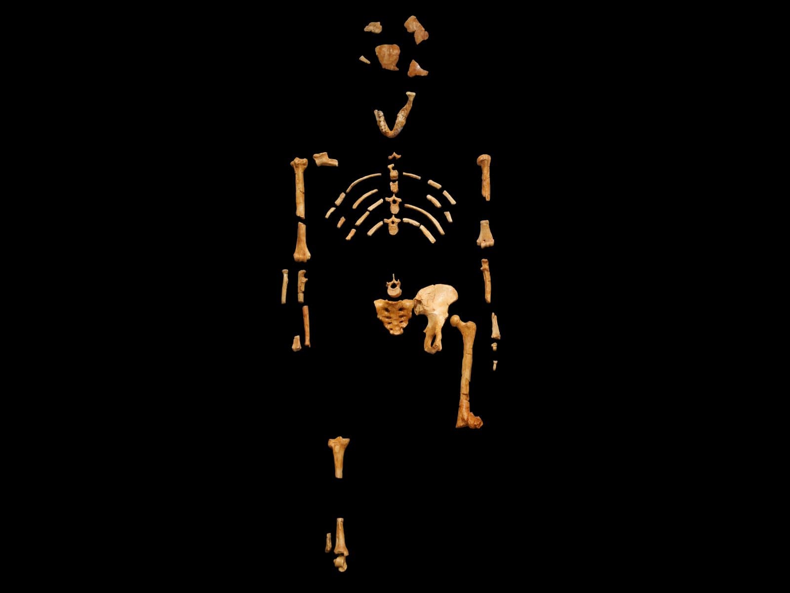 The fossil bones of Lucy arranged as a partial skeleton, orange-brown against a black background.