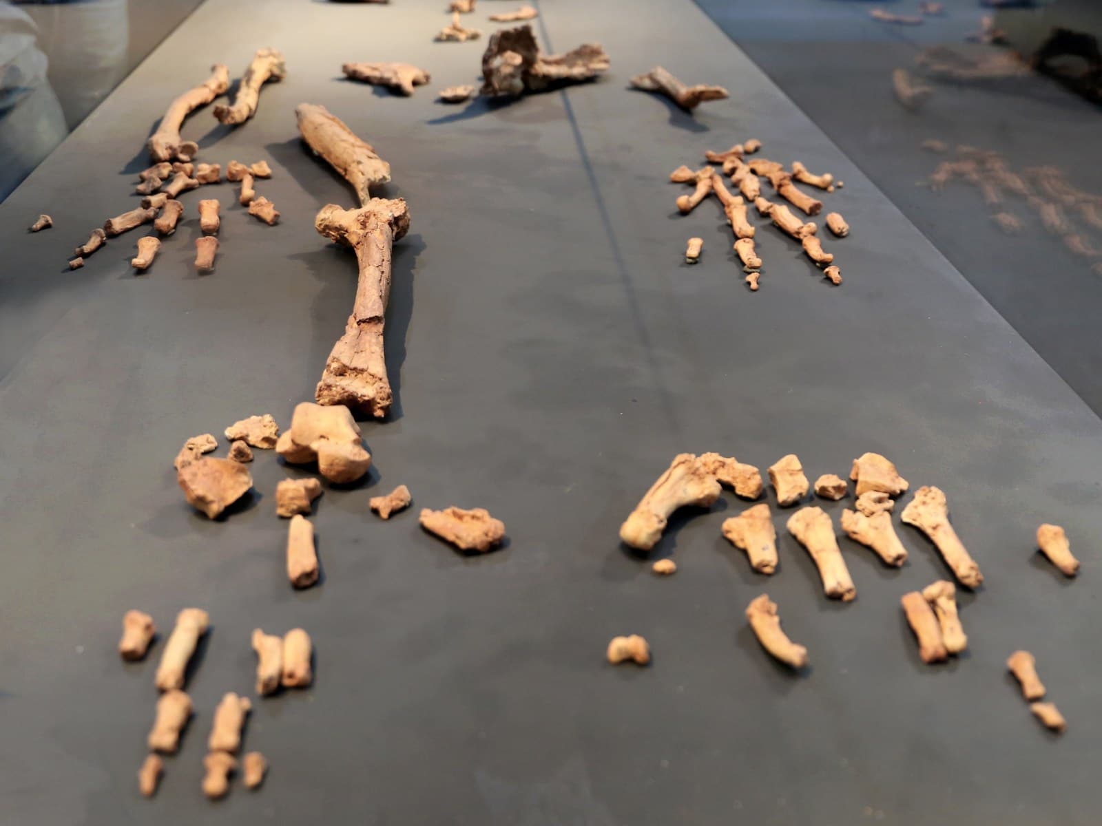 Bones of the Ardi skeleton laid out on a grey display table, with arm, leg, hand and foot bones in orange-brown against the dark surface.