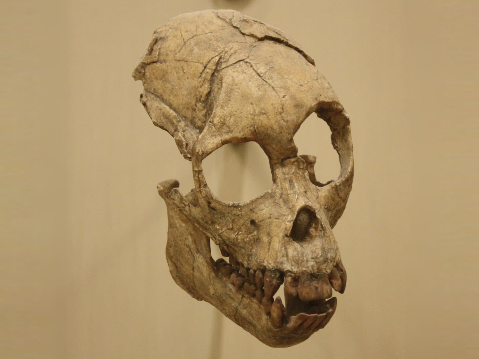 Skull and jaw of Proconsul, an early ape, photographed against a plain tan background.